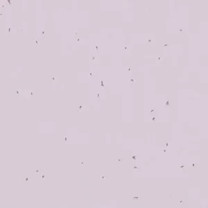 Vinyl flooring Lebanon